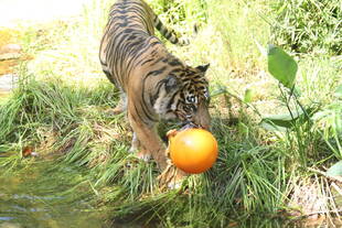 梅雨の晴れ間に・・・その③