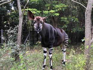 オカピ舎の色々。