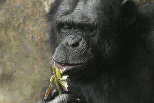 休園中のチンパンジー