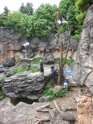 メガネグマ見どころかぎどころ