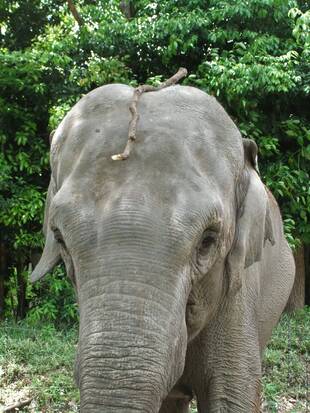 ちょんまげ、再び？