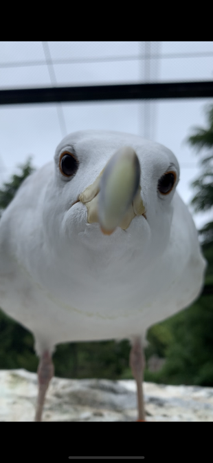 カモメのご飯（前半）