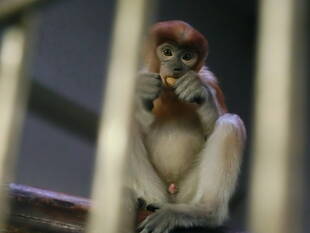 テングザル☆*。