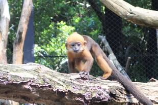 ちょっと黒くなってきました