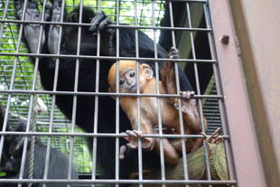 気になったので・・・