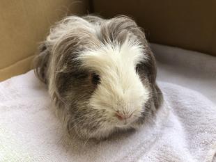 モルモットもサマーカット