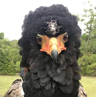 歯はないけど...磨いてます。