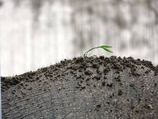 雨ニモマケズ風ニモマケズ...