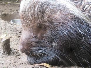 ネイロ、4才に！