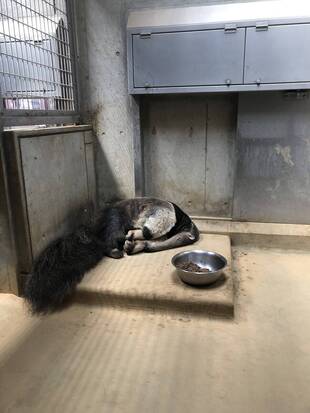 オオアリクイのモーニングルーティーン？