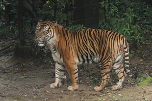 レアキャラ登場