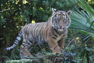 今日は「世界トラの日」です!