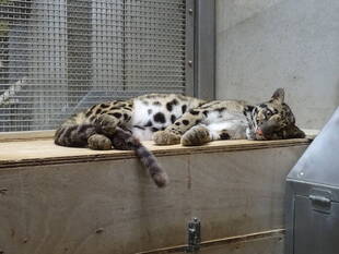 朝のウンピョウ舎