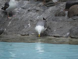 アライ......ドリ？