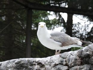 おいしいものには目がないようで...