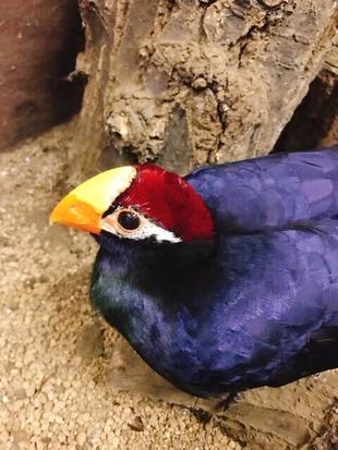 ありがとう、モモ。