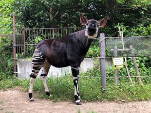 これ・・・食べる？？