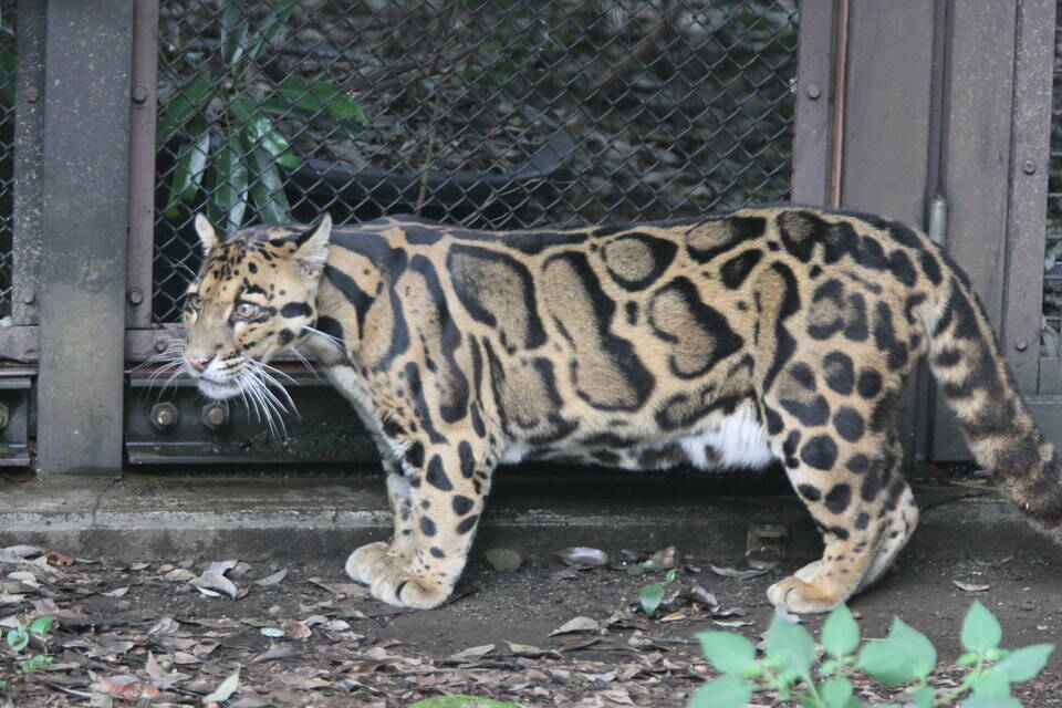 今日は、世界ウンピョウの日!!!の写真