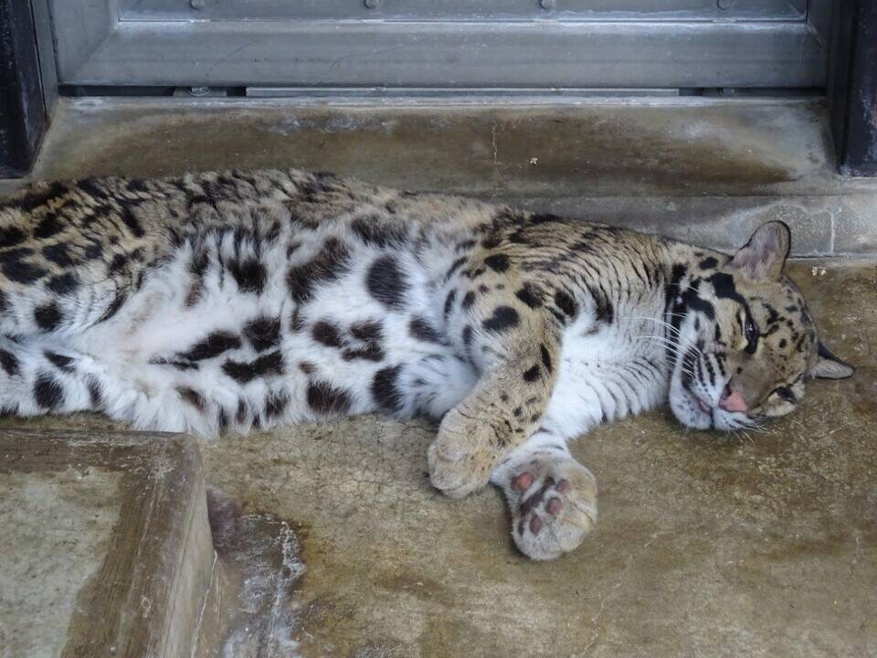 あぢ~~(+o+)の写真