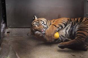 ムジュにプレゼント！