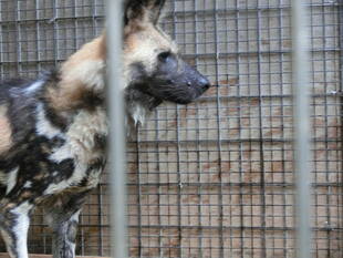 いぼ取りました