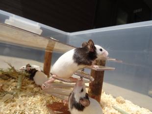 パンダマウスのお引越し