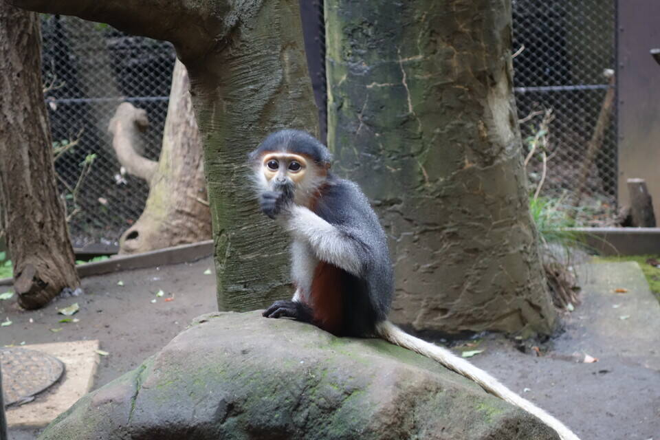 ツバオ的ルールの写真
