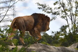 世界ライオンの日