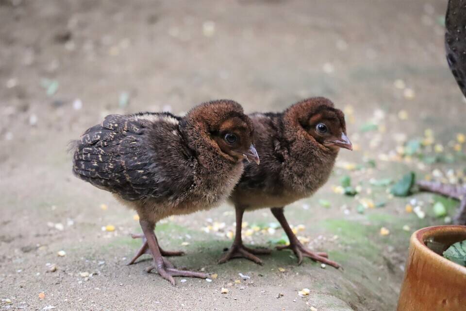 カンムリセイランひなっこ成長記#4の写真