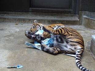 大きくなっても（　＾ω＾）・・・