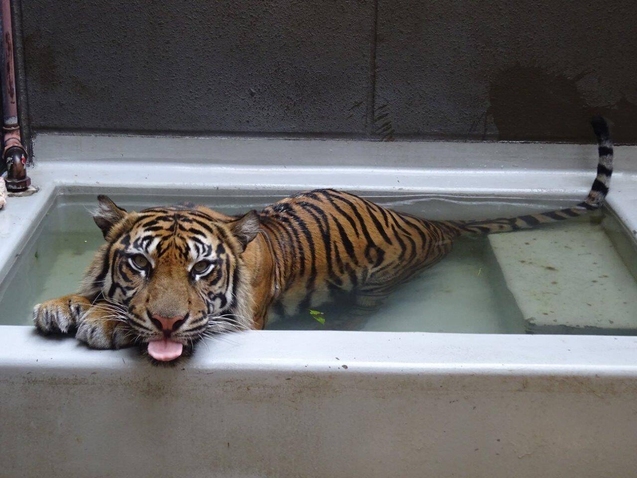 ラウトの水浴の写真