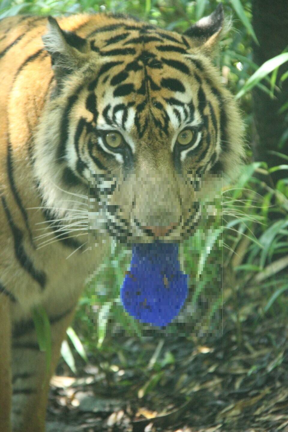 ラウトの舌が!?( ゚Д゚)!?の写真