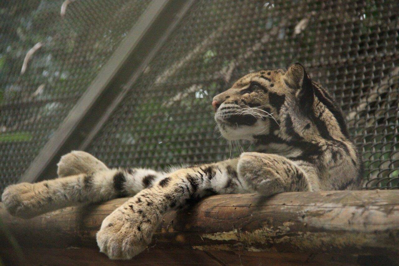 まだまだ、あぢよ~~(+o+)の写真