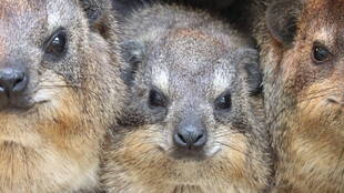 実は、ゾウに近い仲間！！③