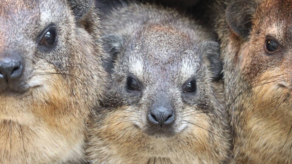 実は、ゾウに近い仲間!!③の写真