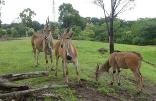 大きくなりました。