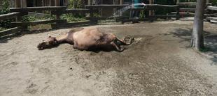 ラクダが暑さに強い秘密 