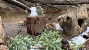 季節外れの雪？