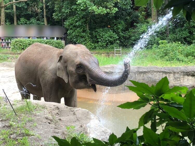 夏限定のお客様(インドゾウの寝室にて)の写真