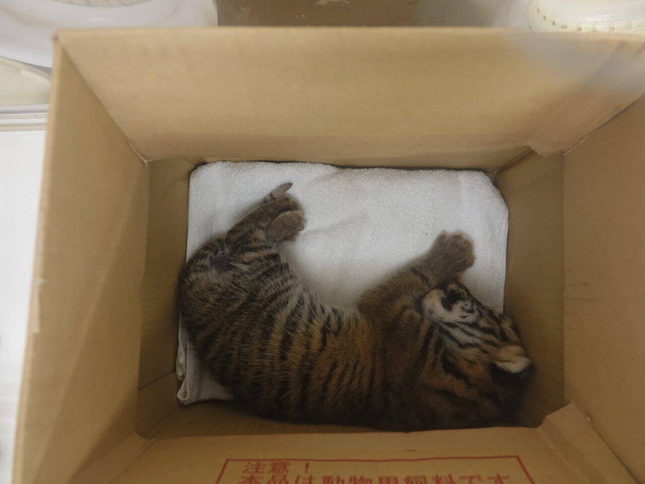 あれから1年か・・・の写真