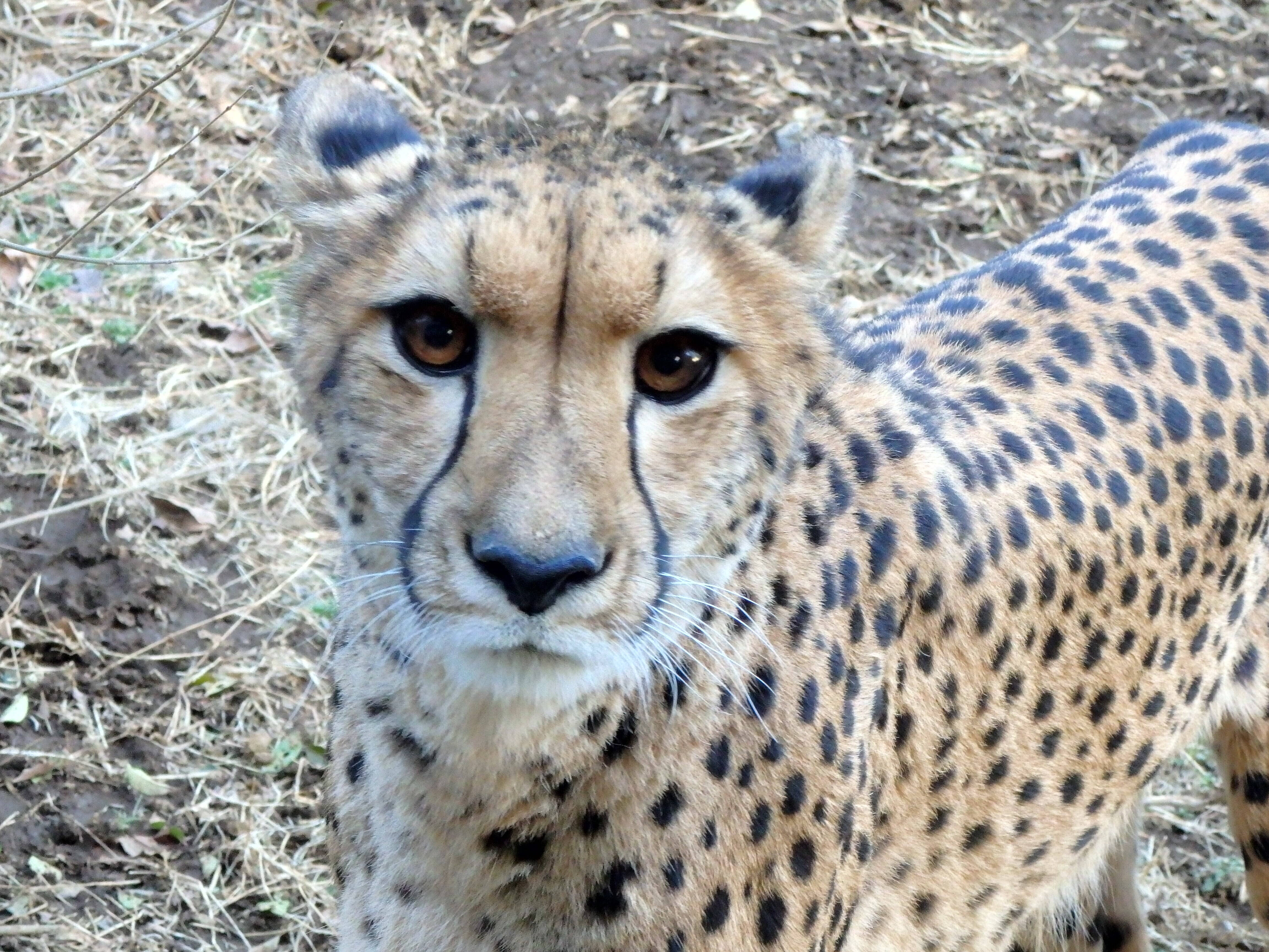 サバンナエリアの１ショットブログ　その２１の写真