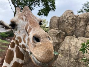 休園日のお楽しみ