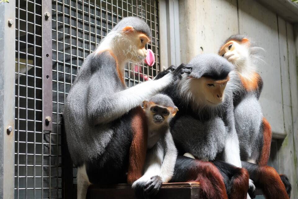 ラーとホア②の写真