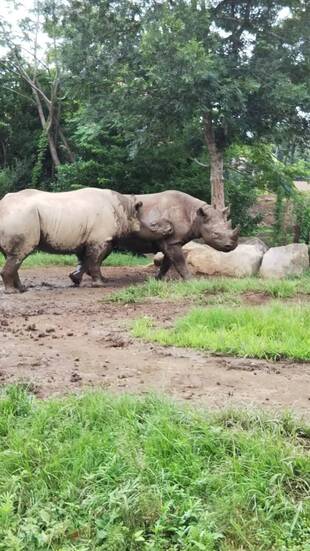 祝・世界サイの日