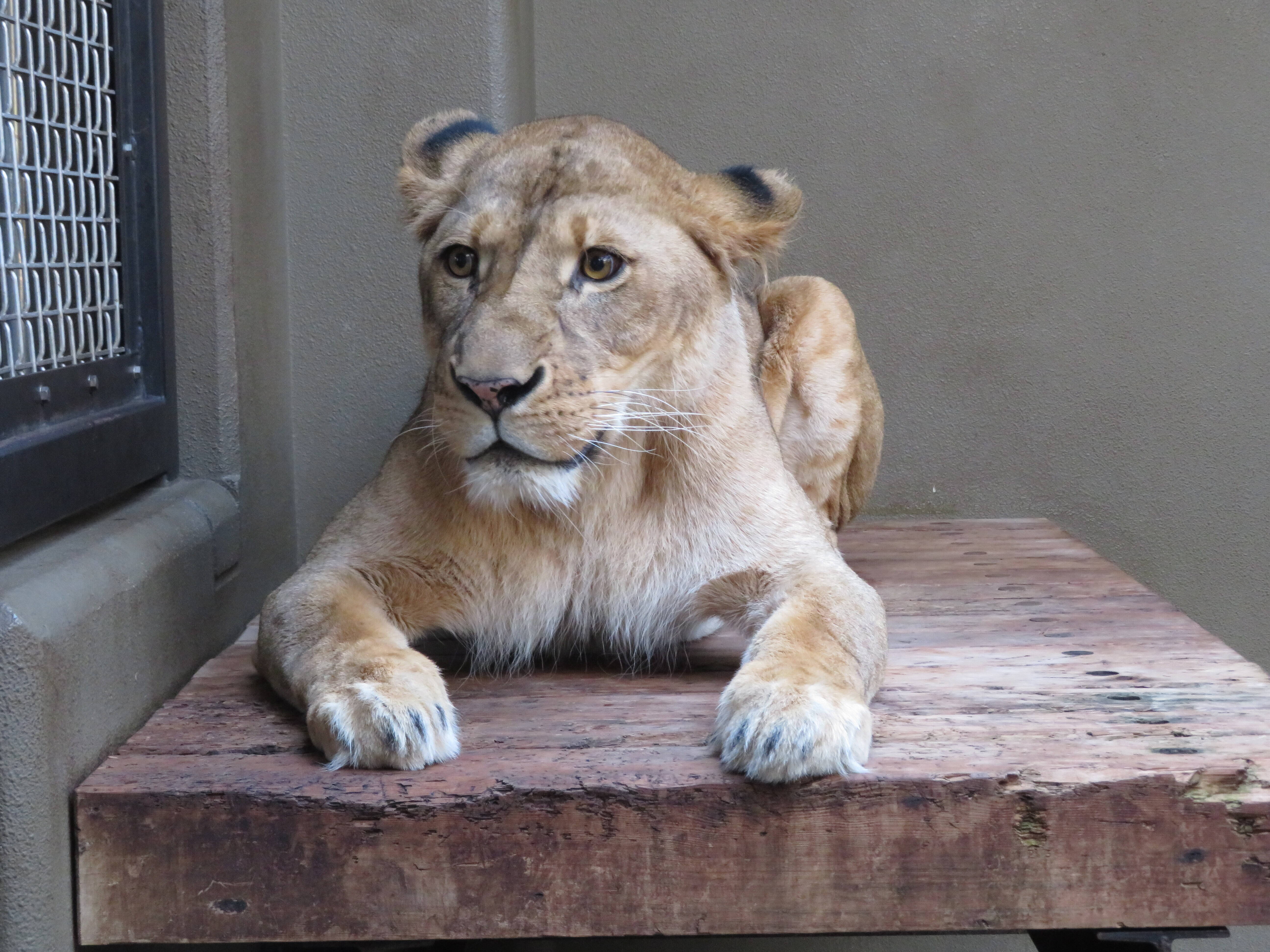 サバンナエリアの１ショットブログ　その２２の写真