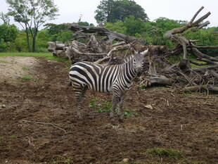 サバンナエリアの１ショットブログ　その２３