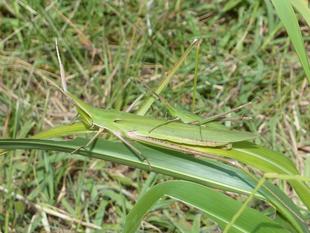 リモート「昆虫教室」　その2