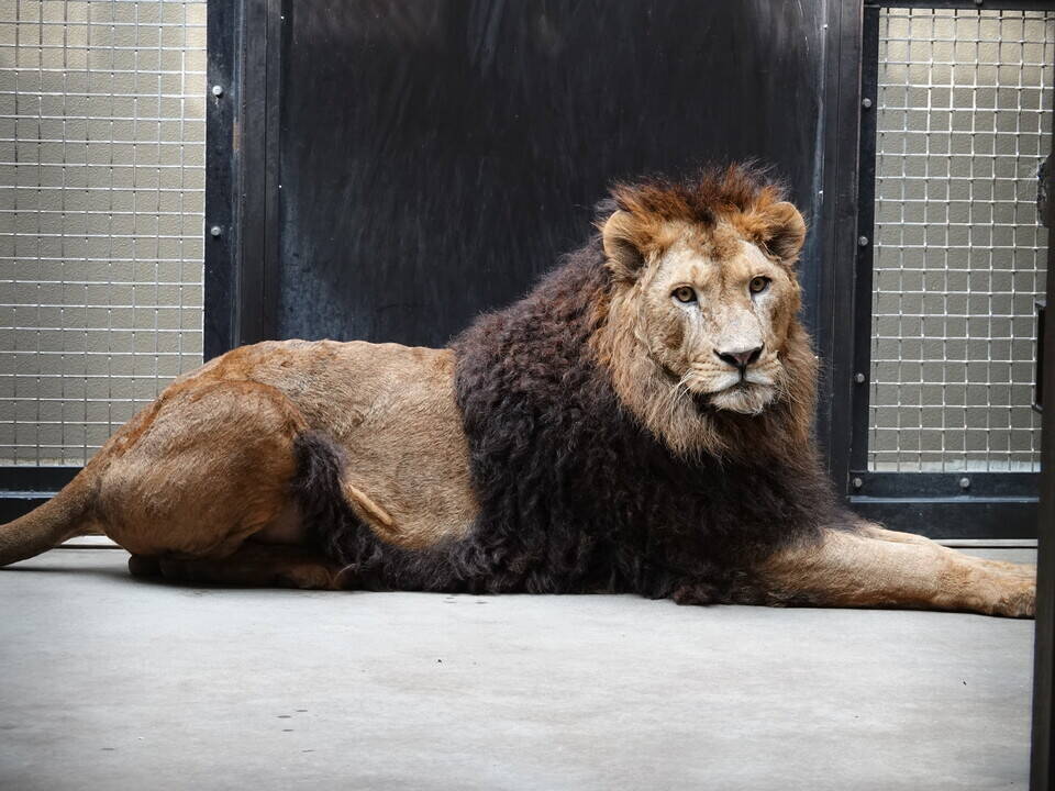 ライオンのシドウが来園しましたの写真
