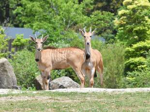 オスとメスの違い～エランド編～