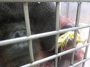 ジュリーととうもろこし